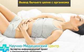 Описать цикл развития бычьего цепня