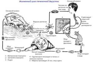 Циклы развития плоских червей схема