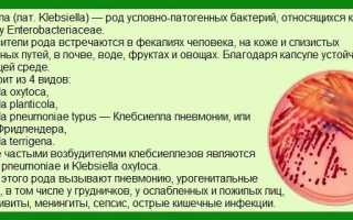 Klebsiella oxytoca норма у взрослых