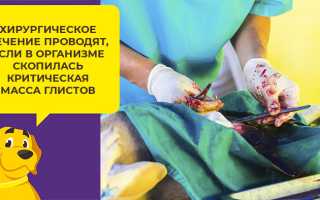 Дирофиляриоз у собак что это такое