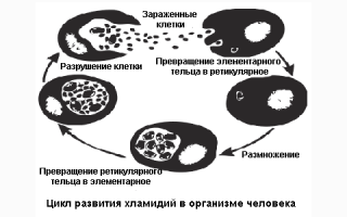 Сколько лечить хламидиоз у мужчин
