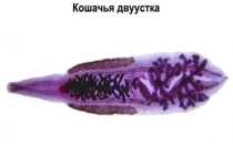 Цикл развития кошачьей двуустки