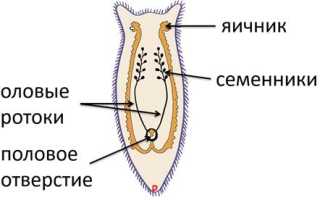 Нервная система плоского червя