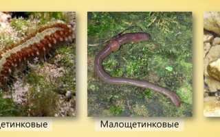 Черви какого типа имеют сердца